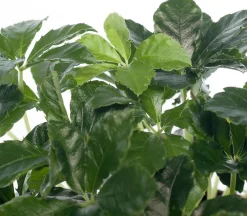 Intratuin Jungfernrebe (Parthenocissus 'Striata') D 12 H 20 cm| Kleine Zimmerpflanzen|Für Schatten