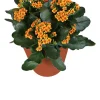 Intratuin Kalanchoe (Kalanchoë blossfeldiana 'Red') D 15 H 26 cm| Kleine Zimmerpflanzen|Für Sonne