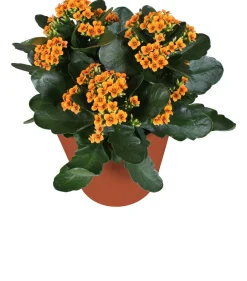 Intratuin Kalanchoe (Kalanchoë blossfeldiana 'Red') D 15 H 26 cm| Kleine Zimmerpflanzen|Für Sonne