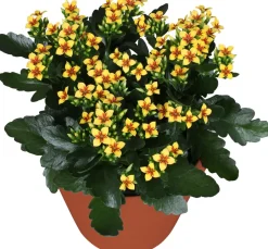 Intratuin Kalanchoe (Kalanchoë blossfeldiana 'Red') D 15 H 26 cm| Kleine Zimmerpflanzen|Für Sonne