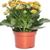 Intratuin Kalanchoe (Kalanchoe 'Queen') orange D 14 H 26 cm| Kleine Zimmerpflanzen|Für Sonne
