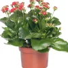 Intratuin Kalanchoe (Kalanchoe 'Queen') rot D 14 H 26 cm| Kleine Zimmerpflanzen|Für Sonne