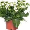 Intratuin Kalanchoe (Kalanchoe 'Queen') weiß D 14 H 26 cm| Kleine Zimmerpflanzen|Für Sonne