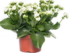 Intratuin Kalanchoe (Kalanchoe 'Queen') weiß D 14 H 26 cm| Kleine Zimmerpflanzen|Für Sonne