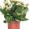Intratuin Kalanchoe (Kalanchoe 'Queen') hellrosa D 14 H 26 cm| Kleine Zimmerpflanzen|Für Sonne