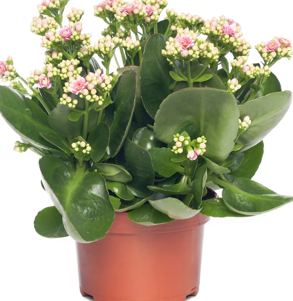 Intratuin Kalanchoe (Kalanchoe 'Queen') hellrosa D 14 H 26 cm| Kleine Zimmerpflanzen|Für Sonne