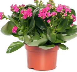 Intratuin Kalanchoe (Kalanchoe 'Queen') lila D 14 H 26 cm| Kleine Zimmerpflanzen|Für Sonne