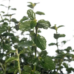 Intratuin Kalifornischer Flieder (Ceanothus thyrsiflorus var. repens) D 23 H 35 cm| Blühende Pflanzen|Immergrüne Pflanzen