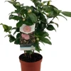 Intratuin Kamelie (Camellia japonica 'Nuccio's Cameo') D 19 H 55 cm| Blühende Pflanzen|Immergrüne Pflanzen