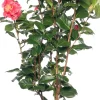 Intratuin Kamelie (Camellia japonica) D 15 H 40 cm| Blühende Pflanzen|Immergrüne Pflanzen