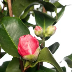 Intratuin Kamelie (Camellia japonica) D 15 H 40 cm| Blühende Pflanzen|Immergrüne Pflanzen