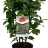 Intratuin Kamelie (Camellia japonica 'Doctor King') D 19 H 55 cm| Immergrüne Pflanzen|Blühende Pflanzen