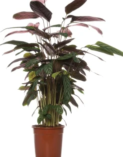 Intratuin Kamm-Marante (Ctenanthe setosa 'Compact Star') D 21 H 100 cm| Luftreinigende Pflanzen|Große Pflanzen