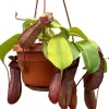 Intratuin Kannenpflanze im Hängetopf (Nepenthes alata 'Monkey Jars Rob') D 14 H 47 cm| Grünpflanzen|Fleischfressende Pflanzen