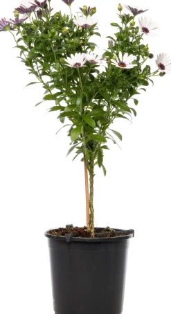 Intratuin Kapkörbchen (Osteospermum) Stämmchen D 19 H 75 cm| Blühende Pflanzen|Einjährige Pflanzen