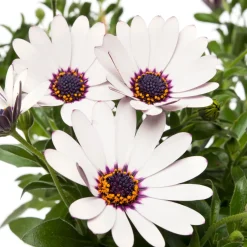 Intratuin Kapkörbchen (Osteospermum) Stämmchen D 19 H 75 cm| Blühende Pflanzen|Einjährige Pflanzen