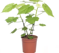 Intratuin Kapländische Zimmerlinde (Sparmannia africana) D 17 H 45 cm| Grünpflanzen