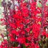 Intratuin Kardinals-Lobelie (Lobelia cardinalis) D 18 H 30 cm| Blühende Pflanzen|Teichpflanzen