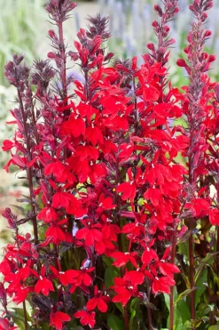 Intratuin Kardinals-Lobelie (Lobelia cardinalis) D 18 H 30 cm| Blühende Pflanzen|Teichpflanzen