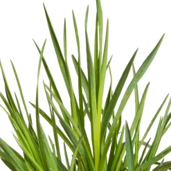 Intratuin Kartäusernelke (Dianthus carthusianorum) D 11 H 10 cm| Blühende Pflanzen|Winterharte Pflanzen