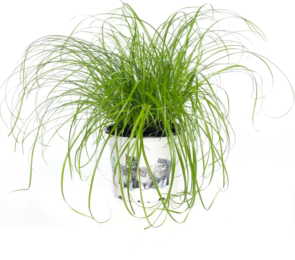 Intratuin Katzengras (Cyperus alternifolius 'Zumula') D 12 cm H 30 cm| Katzensnacks & Leckerlies