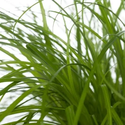 Intratuin Katzengras (Cyperus alternifolius 'Zumula') D 12 cm H 30 cm| Katzensnacks & Leckerlies