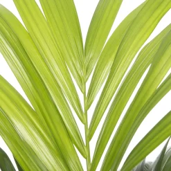 Intratuin Kentia Palme (Howea forsteriana) D 19 cm H 90 cm| Für Schatten|Große Pflanzen