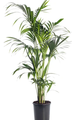 Intratuin Kentia Palme (Howea forsteriana) D 24 cm H 140 cm| Große Pflanzen|Grünpflanzen