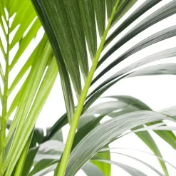 Intratuin Kentia Palme (Howea forsteriana) D 24 cm H 140 cm| Große Pflanzen|Grünpflanzen