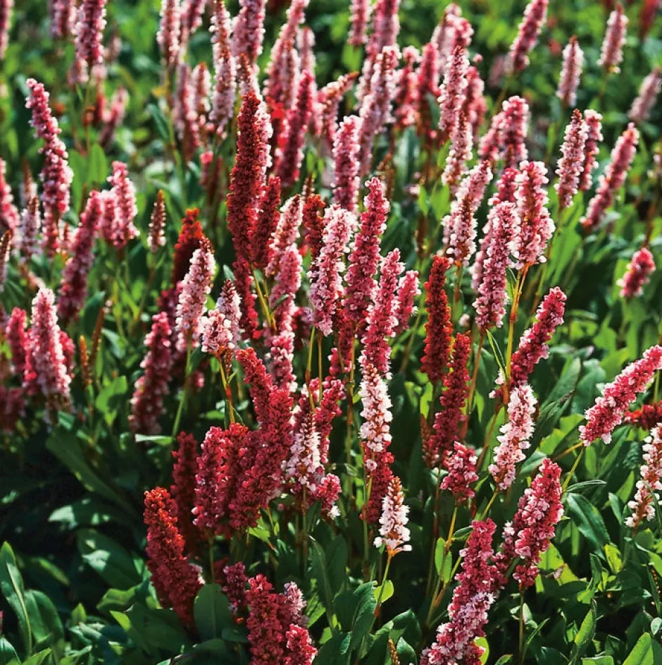 Intratuin Kerzenknöterich (Persicaria Amplexicaulis 'Darjeeling Red') D 11 H 20 cm| Winterharte Pflanzen|Mehrjährige Pflanzen