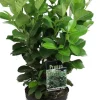 Intratuin Kirschlorbeer (Prunus laurocerasus 'Rotundifolia') D 17 H 40 cm| Immergrüne Pflanzen|Winterharte Pflanzen