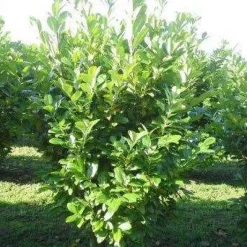 Intratuin Kirschlorbeer (Prunus laurocerasus 'Rotundifolia') D 17 H 40 cm| Immergrüne Pflanzen|Winterharte Pflanzen