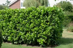 Intratuin Kirschlorbeer (Prunus laurocerasus 'Etna') D 32 H 200 cm| Heckenpflanzen|Immergrüne Pflanzen