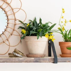 Intratuin Kissenorchidee (Promenaea 'Sunlight') Ø 12 cm H 20 cm| Kleine Zimmerpflanzen|Blühende Zimmerpflanzen