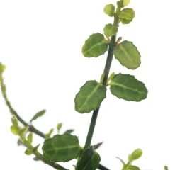 Intratuin Kleinblättrige Kriechspindel (Euonymus fortunei 'Minimus')| Immergrüne Pflanzen|Spindelstrauch