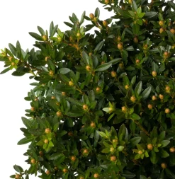 Intratuin Kleinblättriger Rhododendron (Rhododendron micranthum 'Bloombux') D 23 H 30 cm| Immergrüne Pflanzen|Winterharte Pflanzen