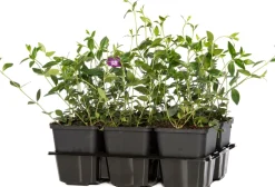 Intratuin Kleines Immergrün (Vinca minor 'Atropurpurea') D 9 cm| Pflanzen Für Schatten|Winterharte Pflanzen