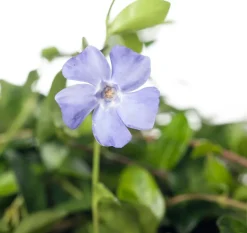 Intratuin Kleines Immergrün (Vinca minor) D 9 cm| Blühende Pflanzen|Pflanzen Für Schatten