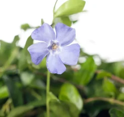 Intratuin Kleines Immergrün (Vinca minor) D 9 cm| Blühende Pflanzen|Pflanzen Für Schatten