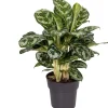 Intratuin Kolbenfaden (Aglaonema 'Amazon Silver') D 19 H 45 cm| Luftreinigende Pflanzen|Grünpflanzen