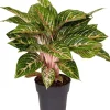 Intratuin Kolbenfaden (Aglaonema 'Coco Melon') D 19 H 45 cm| Luftreinigende Pflanzen|Grünpflanzen