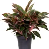 Intratuin Kolbenfaden (Aglaonema 'Jungle Red') D 19 H 45 cm| Luftreinigende Pflanzen|Grünpflanzen