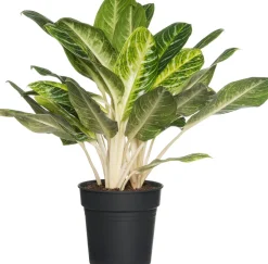 Intratuin Kolbenfaden (Aglaonema 'Keylime') D 24 H 70 cm| Luftreinigende Pflanzen|Grünpflanzen