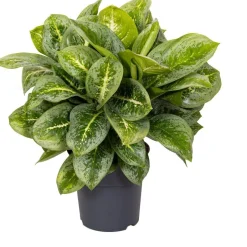 Intratuin Kolbenfaden (Aglaonema 'Lemon Mint') D 19 H 45 cm| Luftreinigende Pflanzen|Grünpflanzen