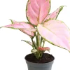 Intratuin Kolbenfaden (Aglaonema 'Red Zircon') D 6 H 15 cm| Kleine Zimmerpflanzen|Luftreinigende Pflanzen
