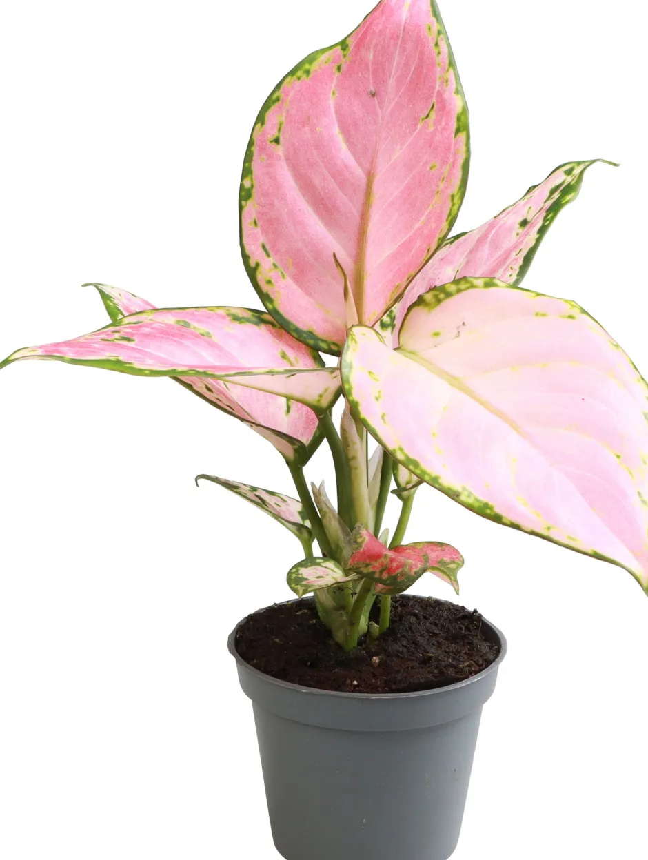 Intratuin Kolbenfaden (Aglaonema 'Red Zircon') D 6 H 15 cm| Kleine Zimmerpflanzen|Luftreinigende Pflanzen