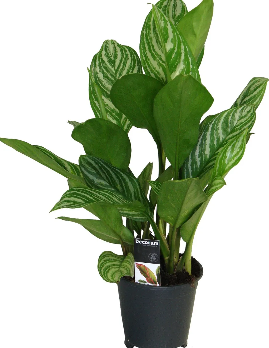 Intratuin Kolbenfaden (Aglaonema 'Stripes') D 17 H 60 cm| Luftreinigende Pflanzen|Grünpflanzen