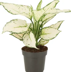 Intratuin Kolbenfaden (Aglaonema 'White Joy') D 12 H 35 cm| Grünpflanzen|Aglaonema
