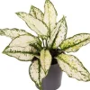 Intratuin Kolbenfaden (Aglaonema 'White Kiwi') D 12 H 35 cm| Luftreinigende Pflanzen|Grünpflanzen