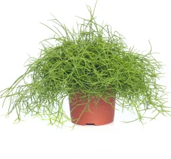 Intratuin Korallenkaktus (Rhipsalis cassutha) D 10,5 H 15 cm| Kleine Zimmerpflanzen|Für Schatten